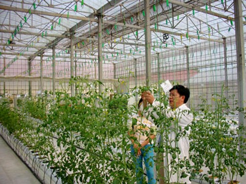 High-tech application in agriculture in Ho Chi Minh City - ảnh 2